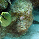 Green Moray Eel