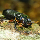 Horned Passalus Beetle