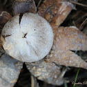 Giant Hygroscopic Earthstar