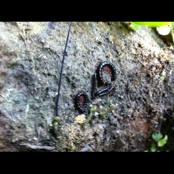 Spotting Image 1