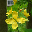 Greater Celandine