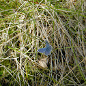 Common blue