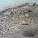 Ground Hog