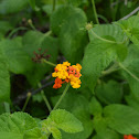 Lantana