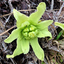 Fuki, Japanese butterbur, Giant butterbur