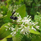 Wasp