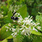 Wasp
