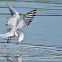 whiskered tern
