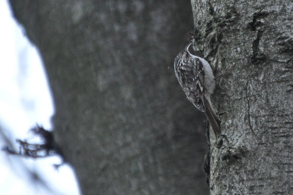 Spotting Image 1