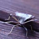 Green shield bug