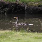 Double-crested Cormorant