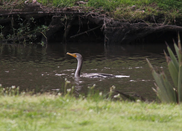 Spotting Image 1