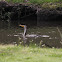 Double-crested Cormorant