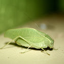 Leaf Katydid
