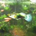 domesticated guppies