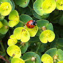 Seven spotted Ladybug