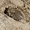 Big eyed toad bug