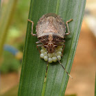Brown Marmorated Stink Bug