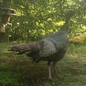 Wild Turkey