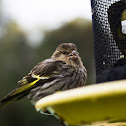 Pine Siskin
