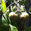 Buckeye