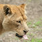 Lion, female