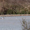 Shelduck; Tarro Blanco