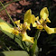 Yellow Walking Iris