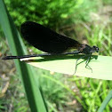 Dragon Fly