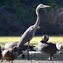great blue heron