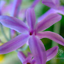Wild Garlic