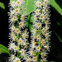 Cherry laurel, Lauroceraso