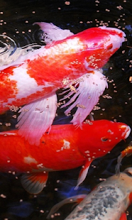 How to install Koi HD Live Wallpaper 1.0 mod apk for android