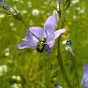 Cryptocephalus sericeus