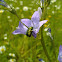 Cryptocephalus sericeus