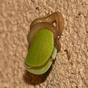 Flatworm with prey