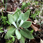 Lamb's ear