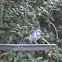 Blue Jay