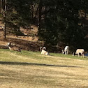 Big horn sheep