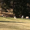 Big horn sheep