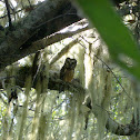 Northern Saw-whet Owl