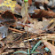 Striped Wintergreen