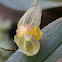 Orquídea epifita