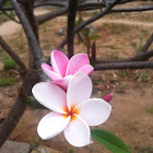 Frangipani