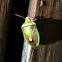 Stink Bug