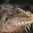 Lesser Antillean Iguana