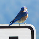 Western Bluebird