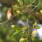 Eastern Bluebird