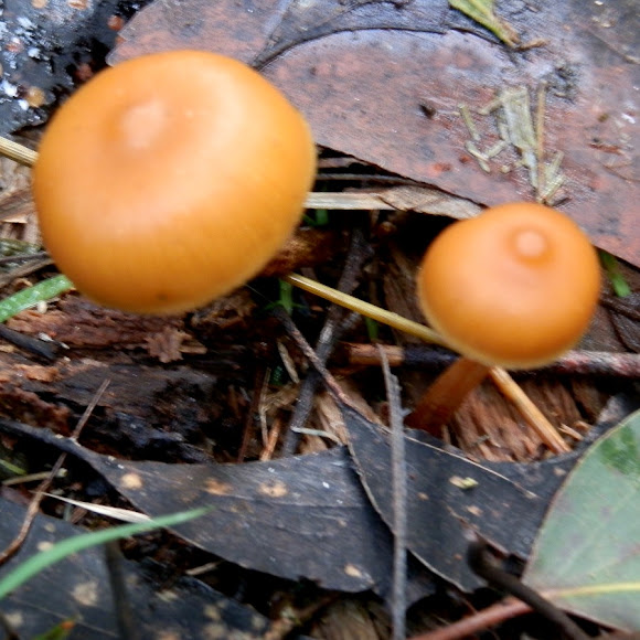 Spotting Image 1