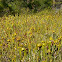 California Pitcher Plant